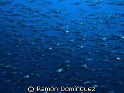 A Silky shark´s dream. A school of skipjack tuna. by Ramón Domínguez 